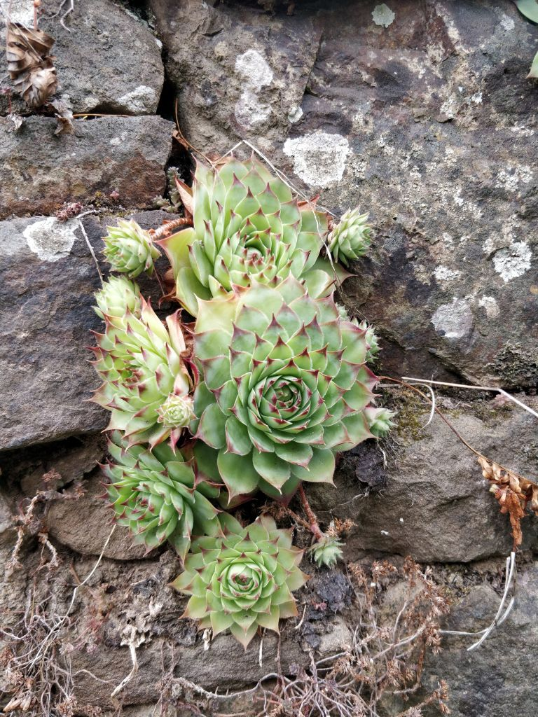 Photo d’un groupe de plante grase resamblant a des artichaud dans la fissure d’un mur en pierre.