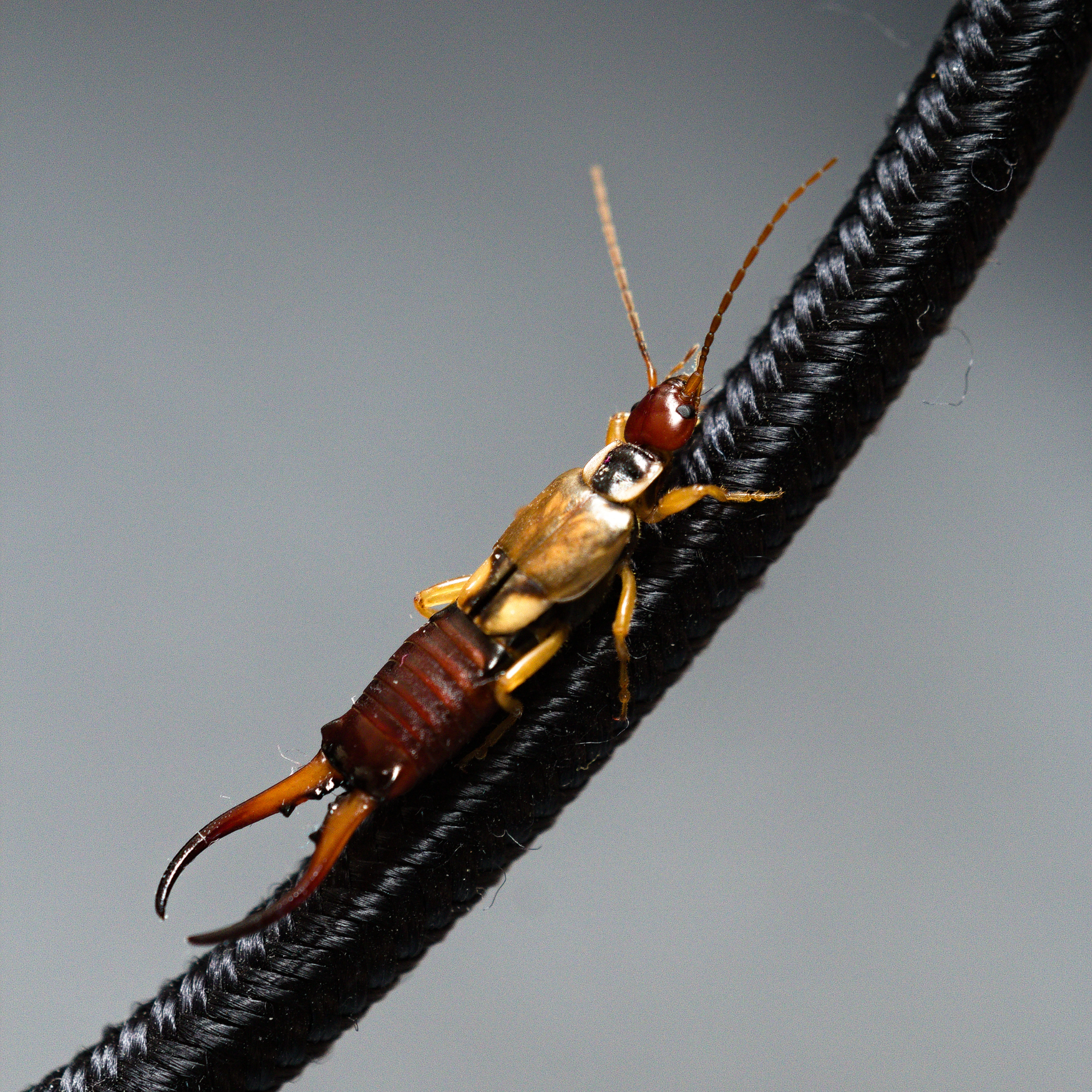 Photo d’un forficula auricularia sur un cable tressé noir, le fond est d’un gris uni.