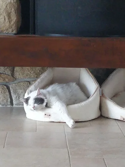 Un chat qui dort profondément dans un panier