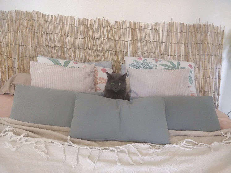 Un chat gris bien centré au milieu des coussins du lit