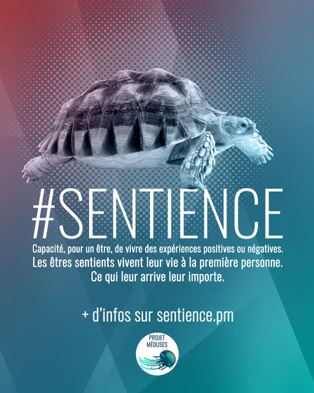 #SENTIENCE
Capacité, pour un être, de vivre des expériences positives ou négatives.
Les êtres sentients vivent leur vie a la premiére personne.
Ce qui leur arrive leur importe.

+ d'infos sur sentience.pm
