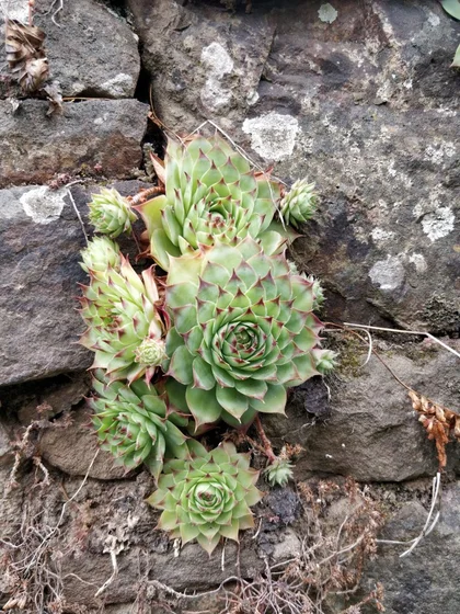 Photo d’un groupe de plante grase resamblant a des artichaud dans la fissure d’un mur en pierre.